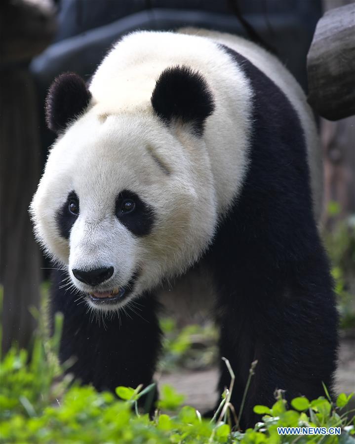 CHINA-SICHUAN-U.S.-GIANT PANDA-RETURN (CN)