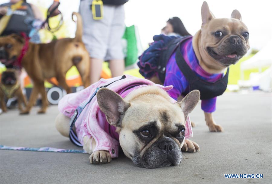 CANADA-TORONTO-WOOFSTOCK-FESTIVAL FOR DOGS