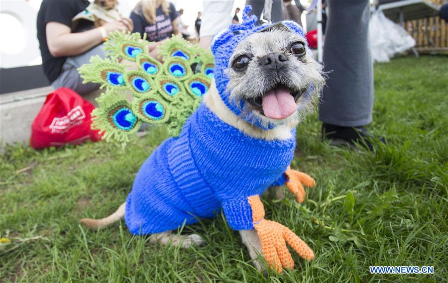 CANADA-TORONTO-WOOFSTOCK-FESTIVAL FOR DOGS