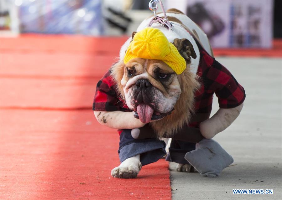 CANADA-TORONTO-WOOFSTOCK-FESTIVAL FOR DOGS