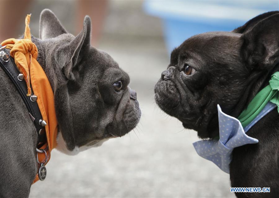 CANADA-VANCOUVER-BULLDOG RACE