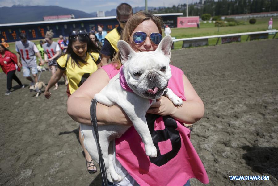CANADA-VANCOUVER-BULLDOG RACE