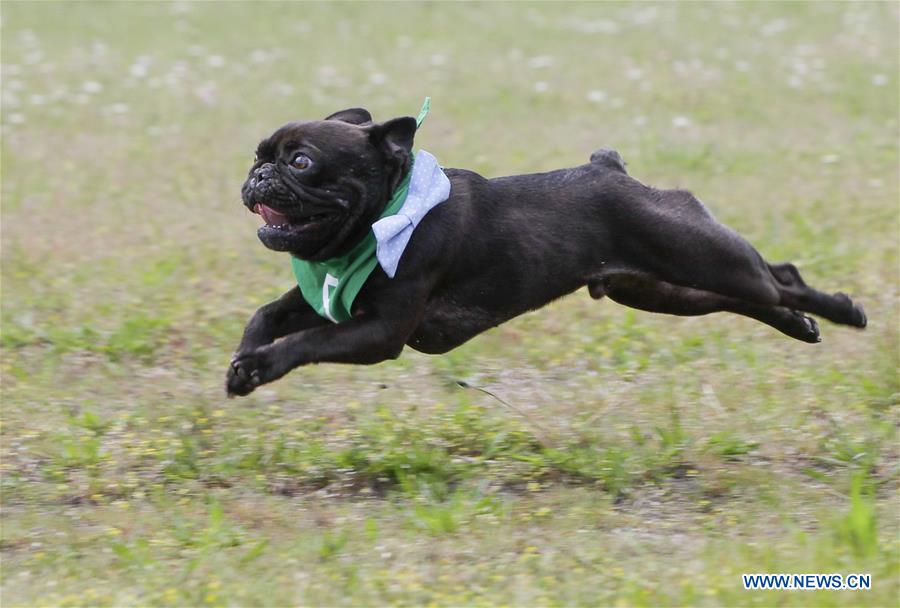 CANADA-VANCOUVER-BULLDOG RACE