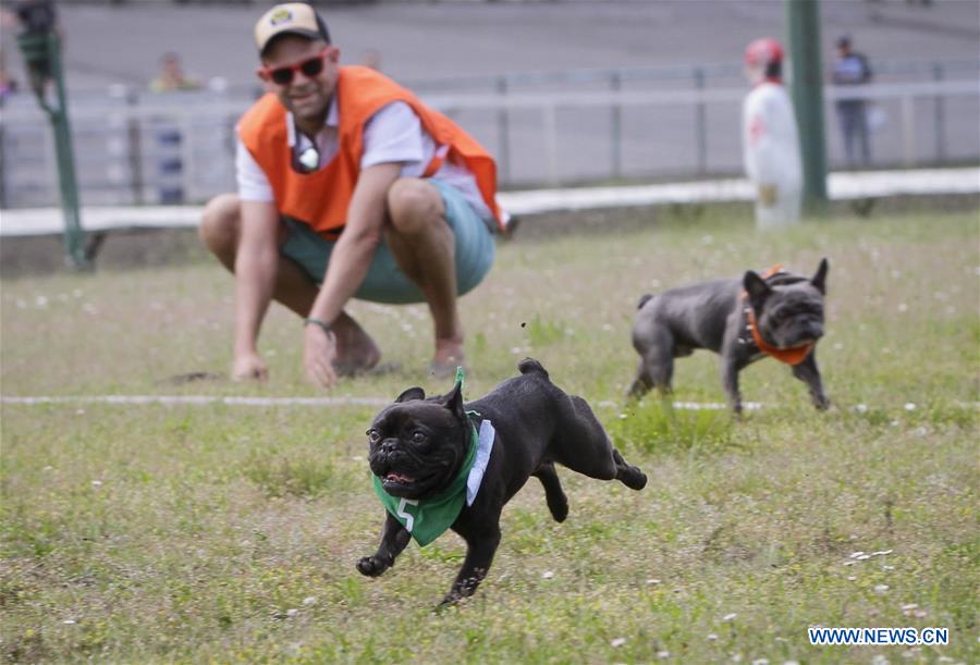 CANADA-VANCOUVER-BULLDOG RACE