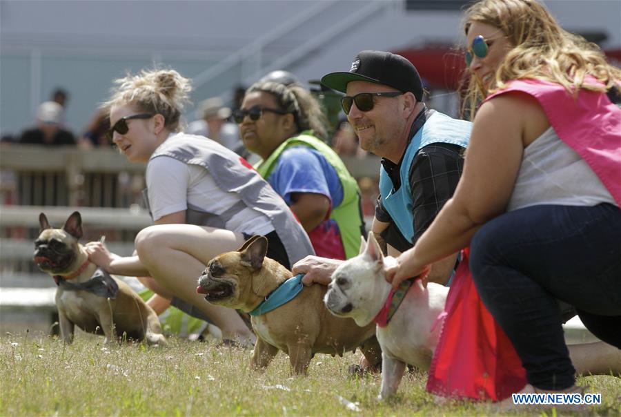 CANADA-VANCOUVER-BULLDOG RACE