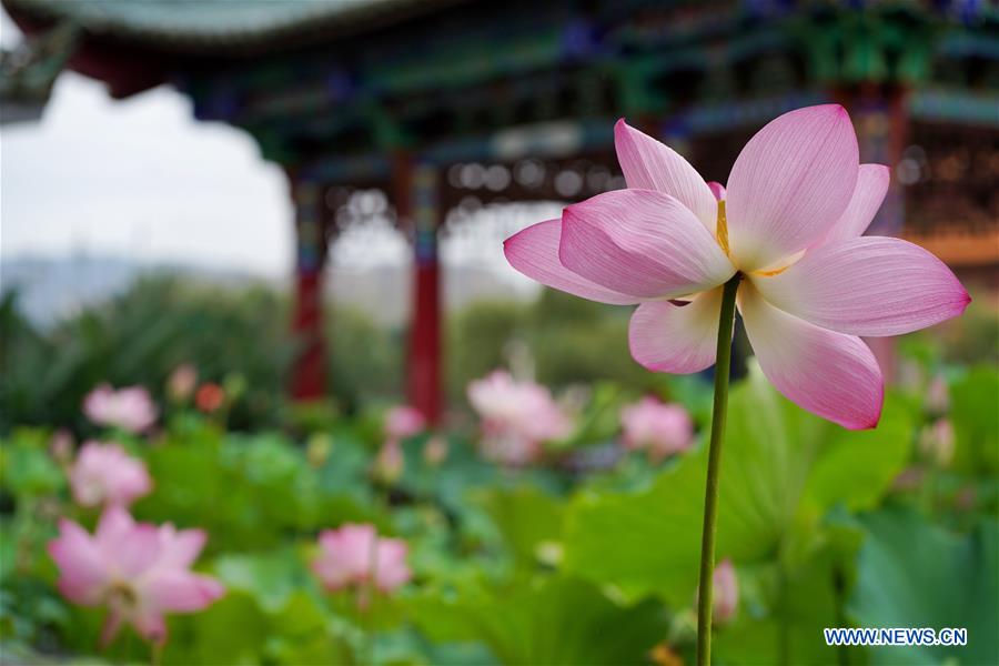 CHINA-YUNNAN-KUNMING-LOTUS FLOWERS (CN)