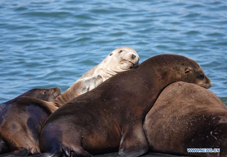 U.S.-SAN FRANCISCO-SEA LION
