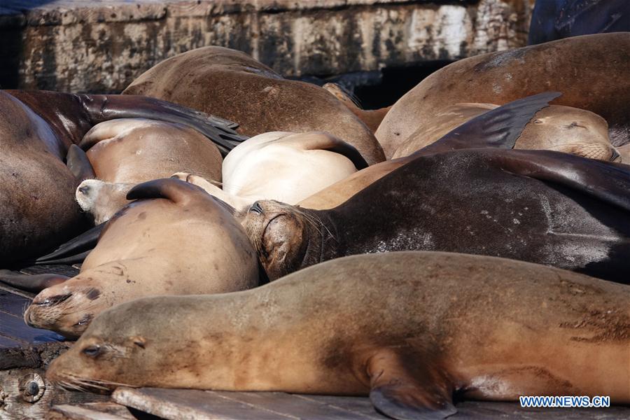 U.S.-SAN FRANCISCO-SEA LION