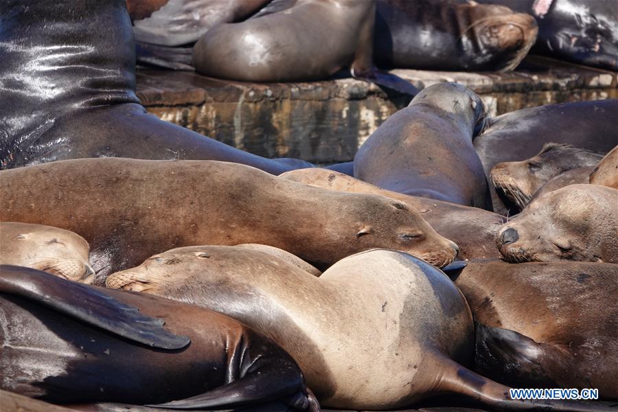 U.S.-SAN FRANCISCO-SEA LION