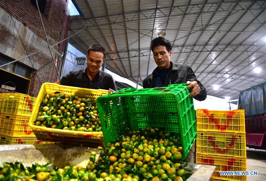 Tangerine industry in China's Guangxi creates job opportunities for