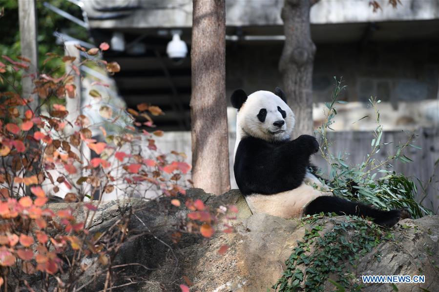 Xinhua Headlines: Bei Bei's farewell party epitomizes love for giant pandas, China-U.S. friendship