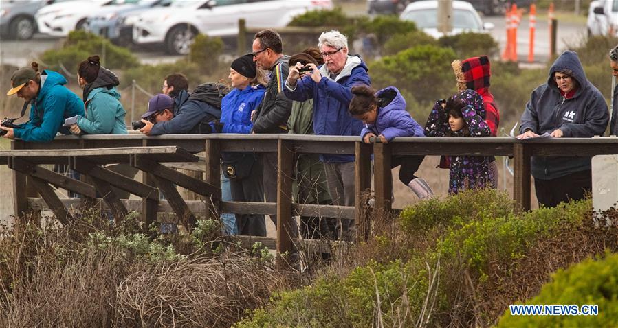 U.S.-CALIFORNIA-ELEPHANT SEALS