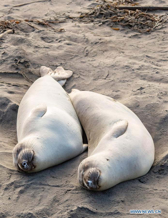 U.S.-CALIFORNIA-ELEPHANT SEALS