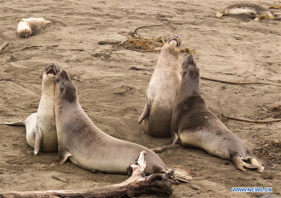 U.S.-CALIFORNIA-ELEPHANT SEALS