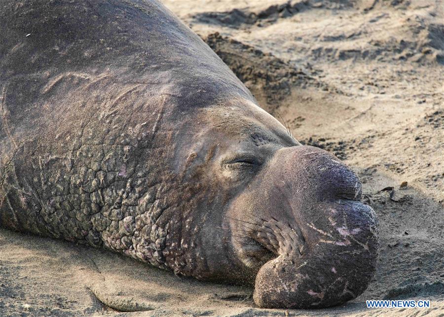 U.S.-CALIFORNIA-ELEPHANT SEALS
