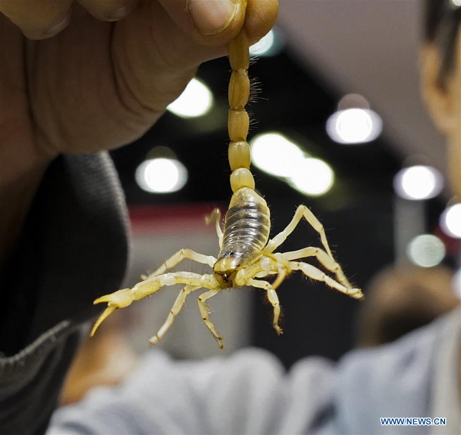 U.S.-ANAHEIM-REPTILE SUPER SHOW