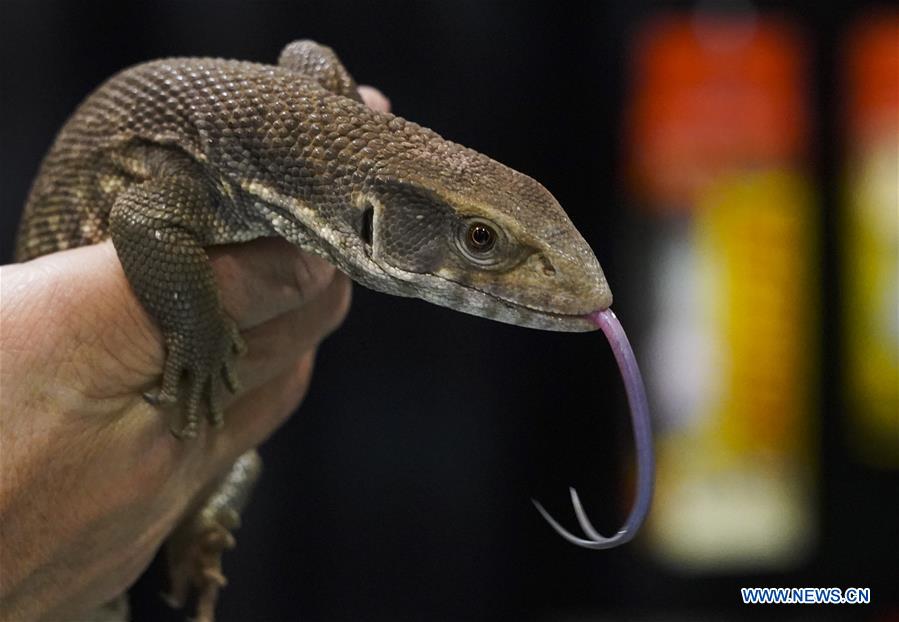 U.S.-ANAHEIM-REPTILE SUPER SHOW