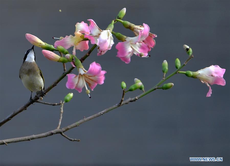 CHINA-FUJIAN-FUZHOU-WARM WEATHER-BIRDS (CN)