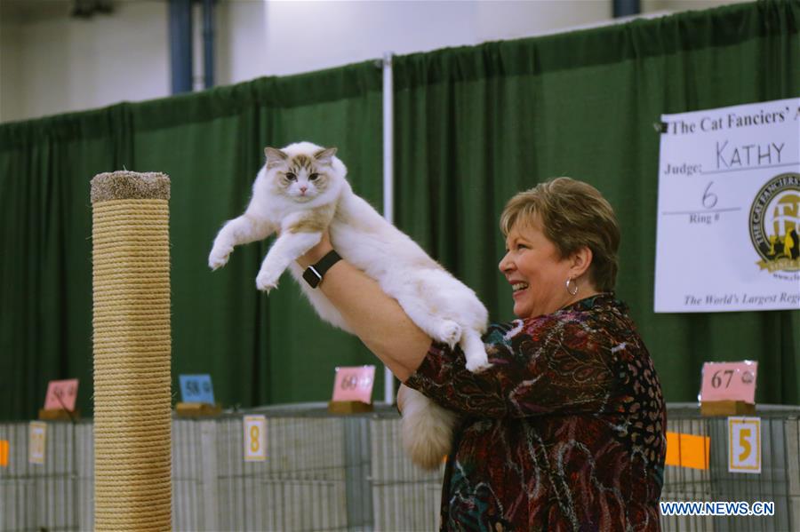 U.S.-HOUSTON-CAT SHOW