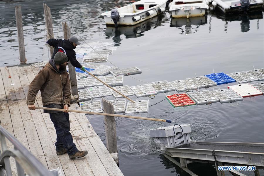 U.S.-MAINE-STONINGTON-LOBSTER INDUSTRY-CHINESE MARKET