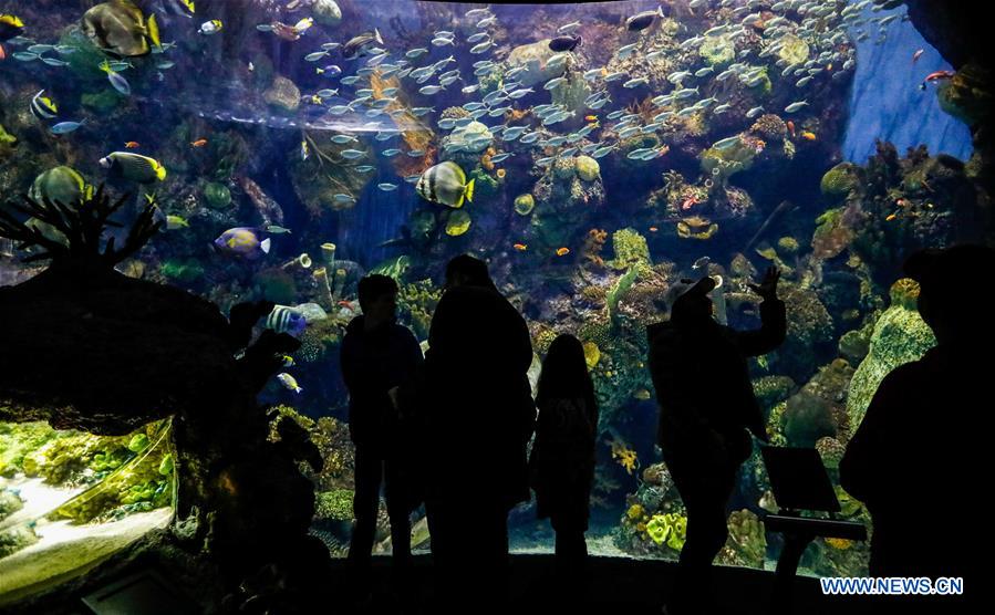U.S.-CHICAGO-SHEDD AQUARIUM