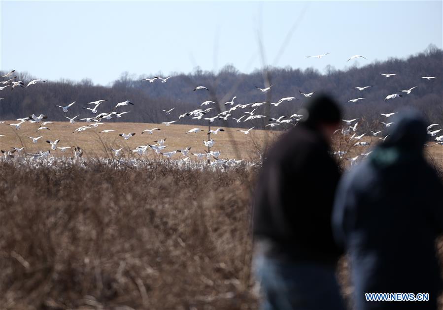 U.S.-PENNSYLVANIA-LANCASTER COUNTY-SNOW GOOSE-MIGRATION