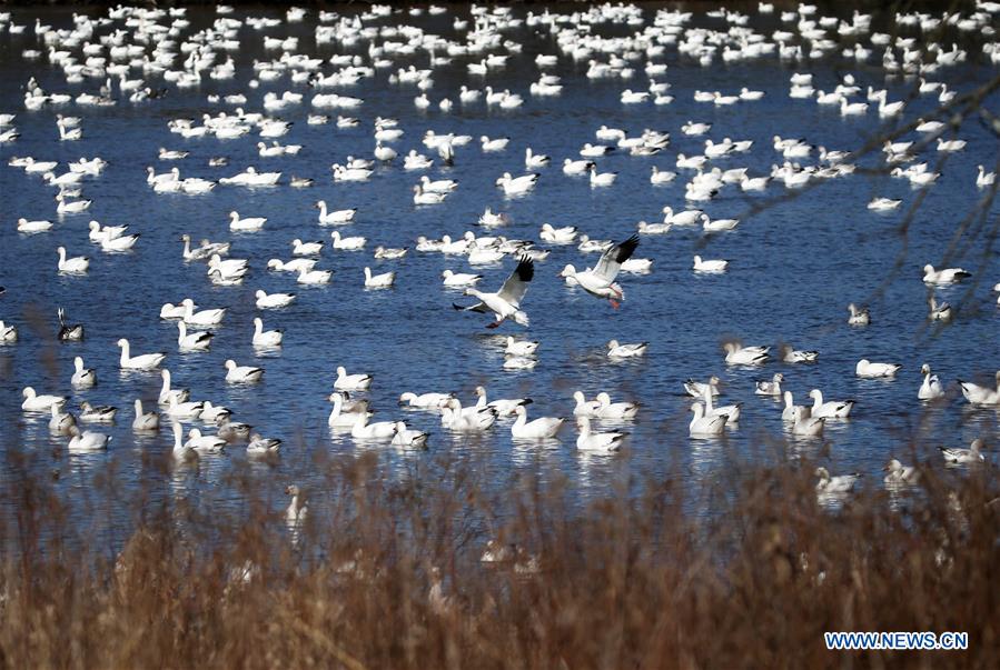 U.S.-PENNSYLVANIA-LANCASTER COUNTY-SNOW GOOSE-MIGRATION