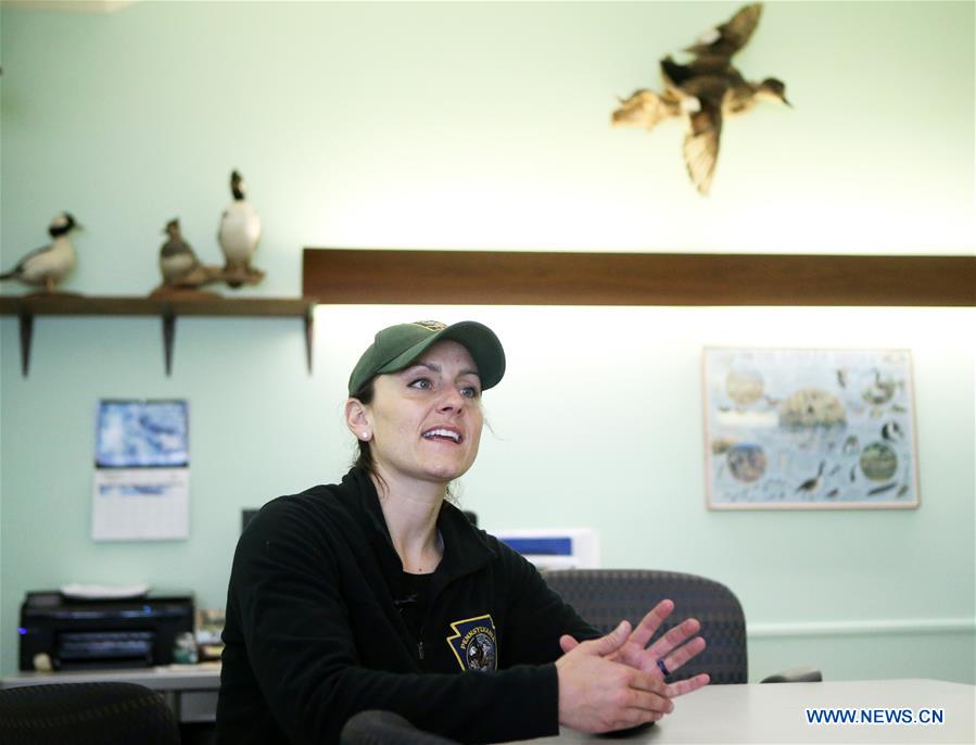 U.S.-PENNSYLVANIA-LANCASTER COUNTY-SNOW GOOSE-MIGRATION