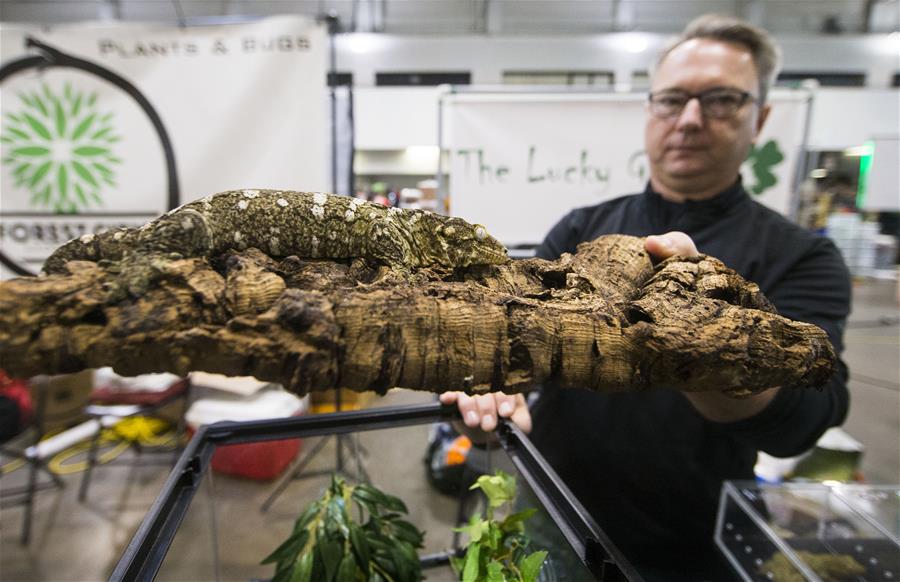 CANADA-TORONTO-REPTILE EXPO