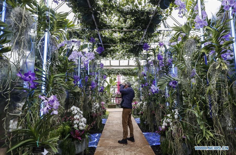 U.S.-GLENCOE-CHICAGO BOTANIC GARDEN-ORCHID SHOW 