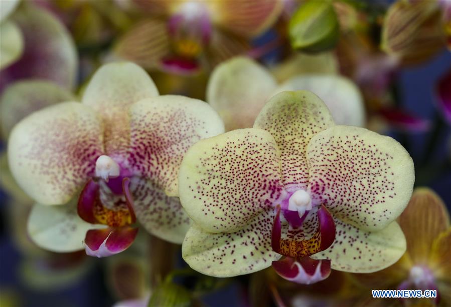 U.S.-GLENCOE-CHICAGO BOTANIC GARDEN-ORCHID SHOW 