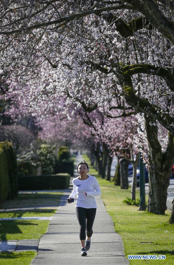 CANADA-VANCOUVER-CHERRY BLOSSOM