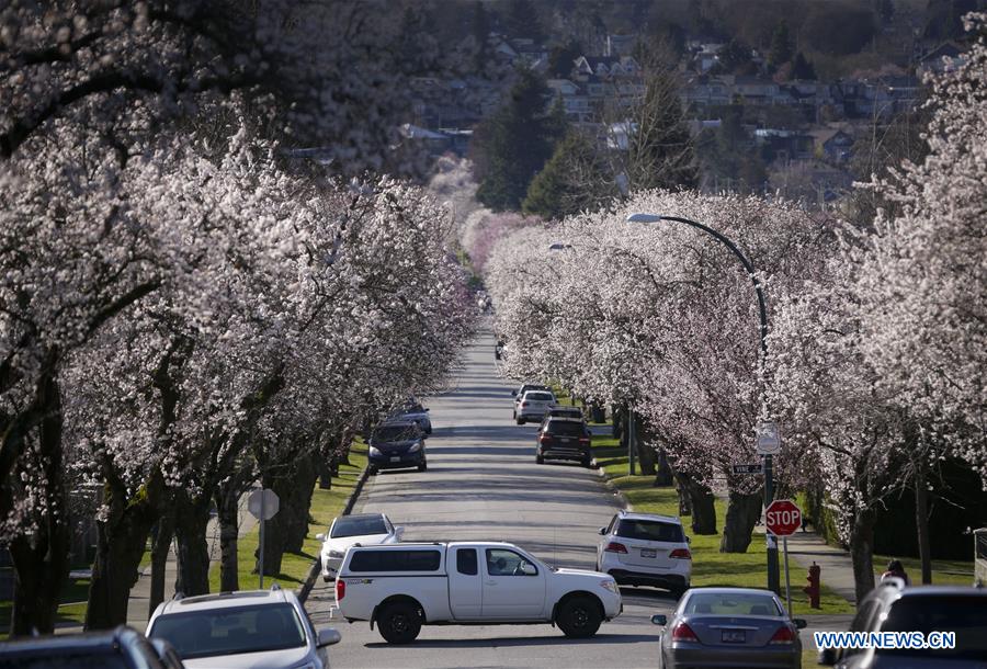CANADA-VANCOUVER-CHERRY BLOSSOM