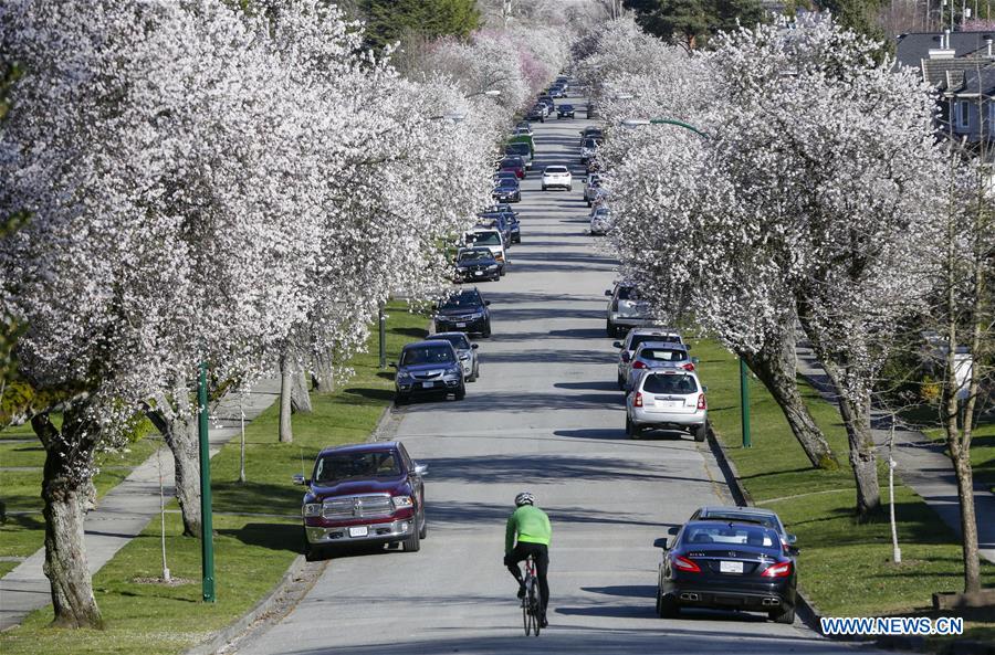 CANADA-VANCOUVER-CHERRY BLOSSOM