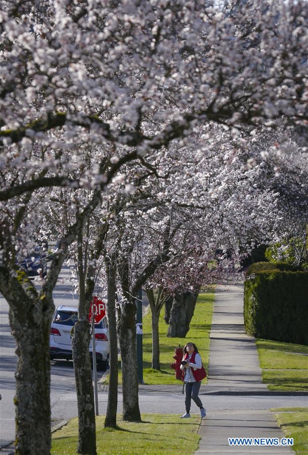 CANADA-VANCOUVER-CHERRY BLOSSOM