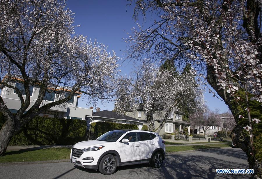 CANADA-VANCOUVER-CHERRY BLOSSOM