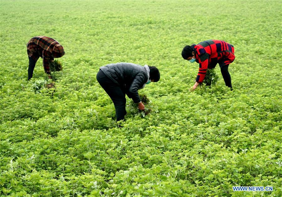 CHINA-HENAN-HUAIBIN-POVERTY RELIEF INDUSTRIES (CN)