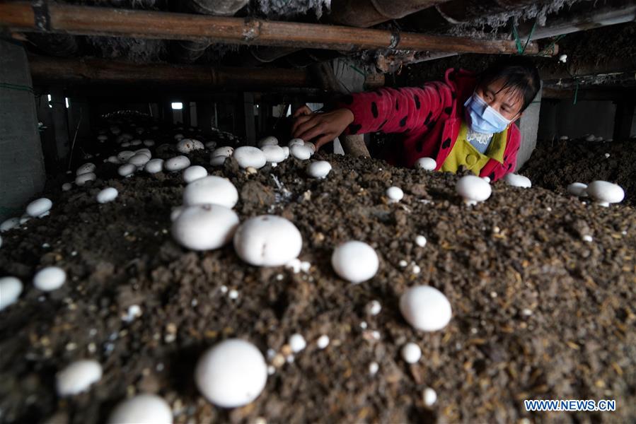CHINA-HENAN-HUAIBIN-POVERTY RELIEF INDUSTRIES (CN)