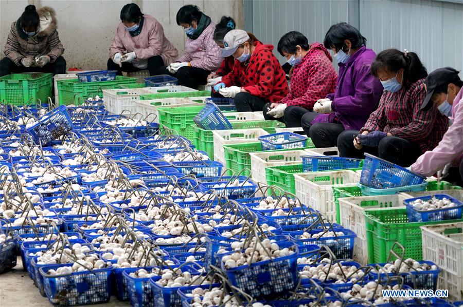 CHINA-HENAN-HUAIBIN-POVERTY RELIEF INDUSTRIES (CN)