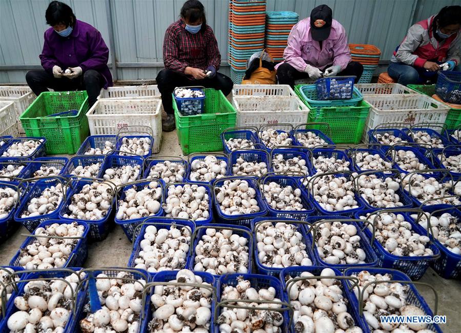 CHINA-HENAN-HUAIBIN-POVERTY RELIEF INDUSTRIES (CN)