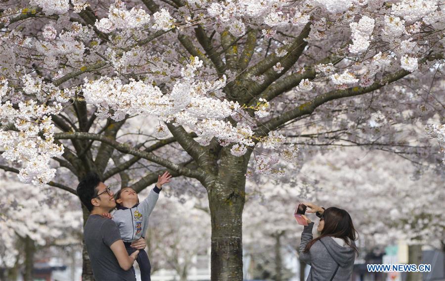 CANADA-RICHMOND-CHERRY BLOSSOMS