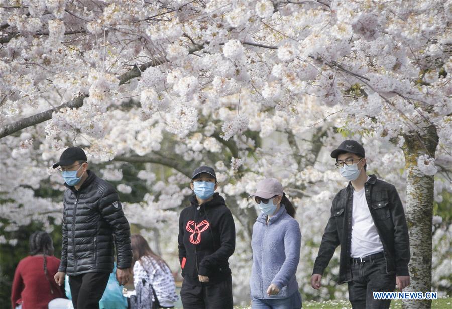 CANADA-RICHMOND-CHERRY BLOSSOMS