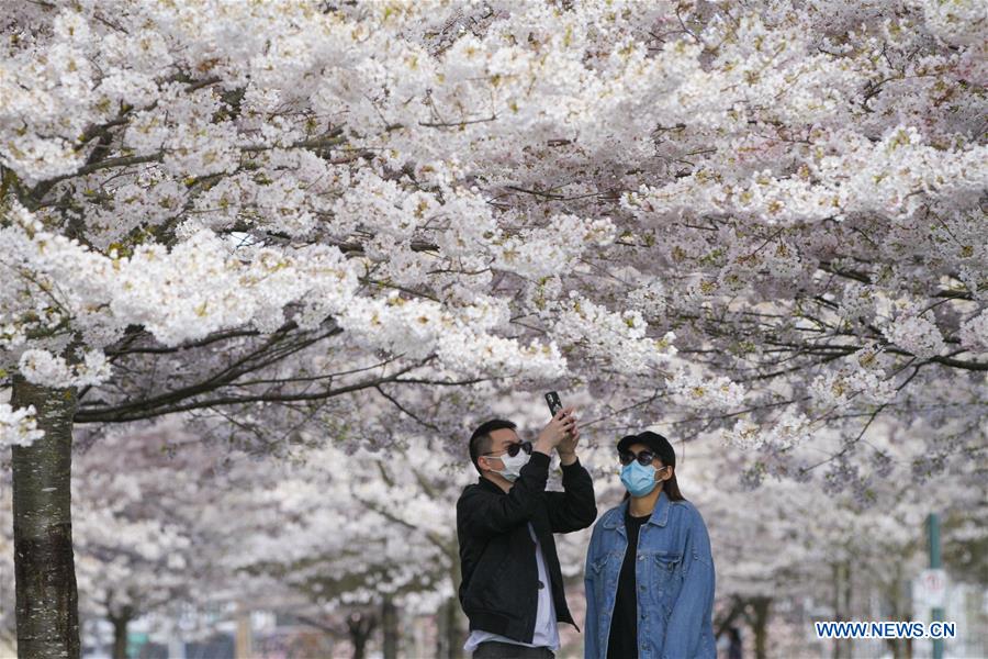 CANADA-RICHMOND-CHERRY BLOSSOMS