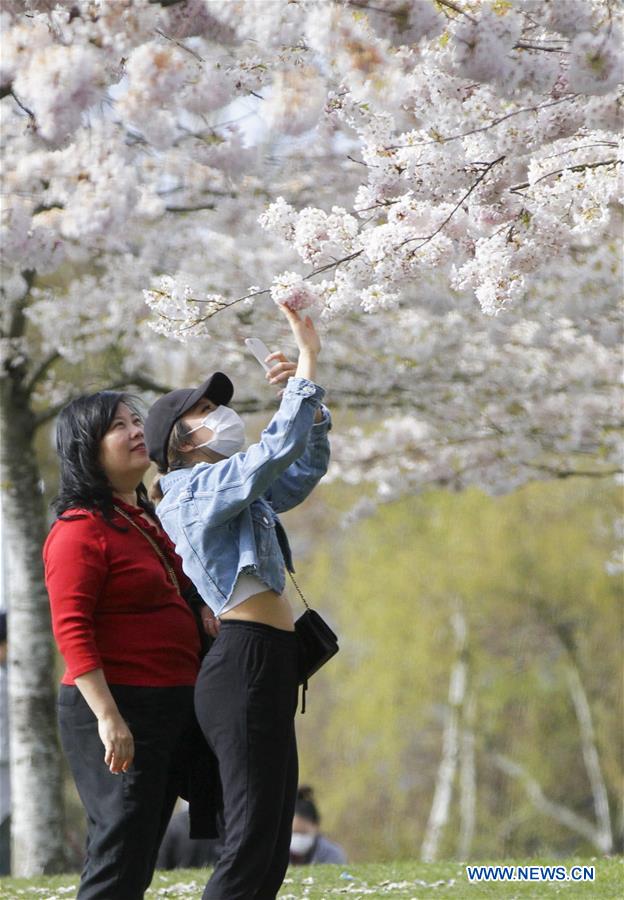 CANADA-RICHMOND-CHERRY BLOSSOMS
