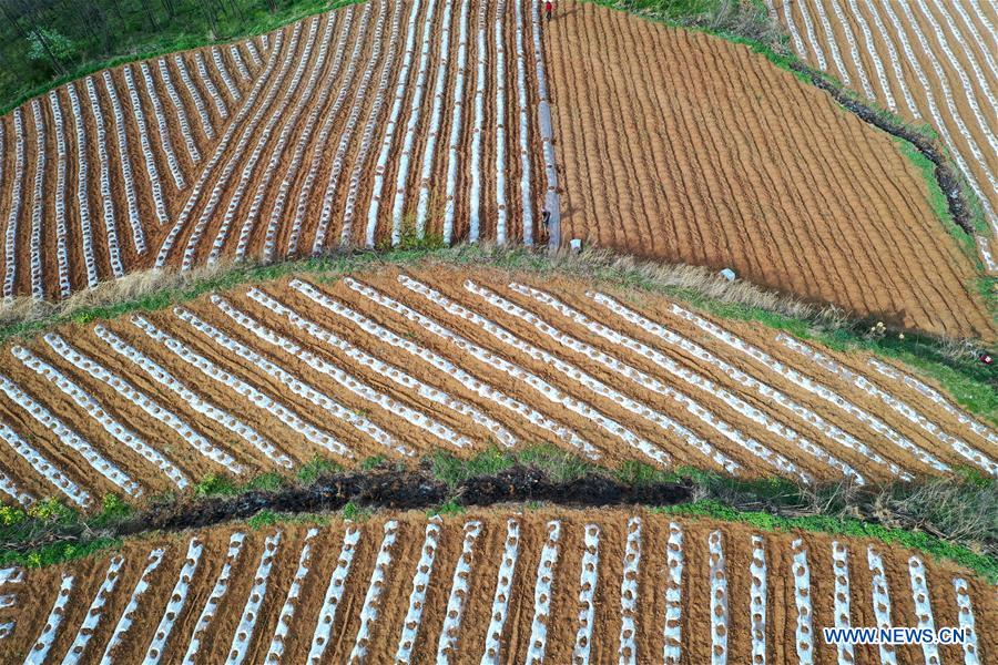 CHINA-HENAN-SANMENXIA-AGRICULTURE (CN)