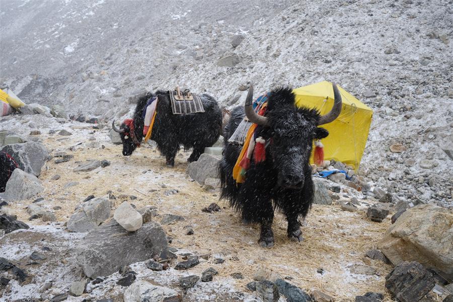 (InTibet)CHINA-TIBET-MOUNT QOMOLANGMA-TRANSITION CAMP (CN)