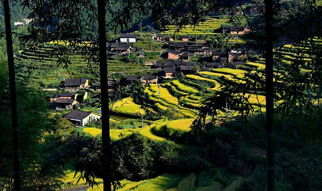 Scenery of terraced fields during autumn harvest