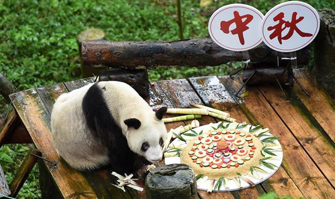 Giant panda tastes specially-made mooncake at Chongqing Zoo