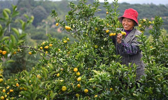 Oranges harvested in Nanfeng County, E China's Jiangxi