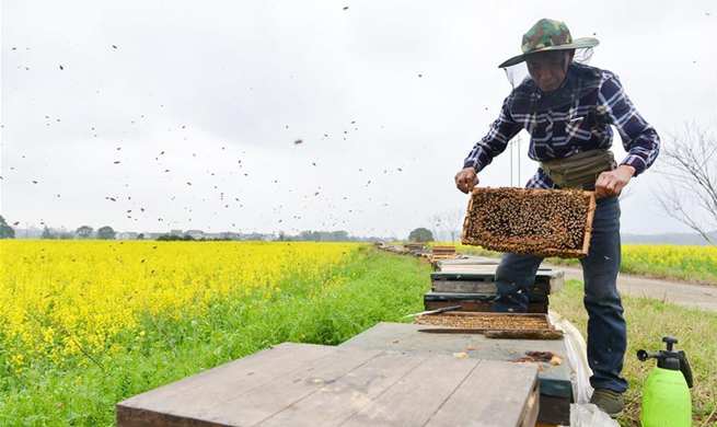 Bee farmers collect honey in China's Hunan Province
